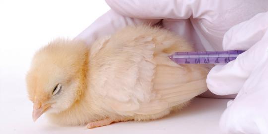 H7N9: Hasil evolusi tiga jenis virus flu burung