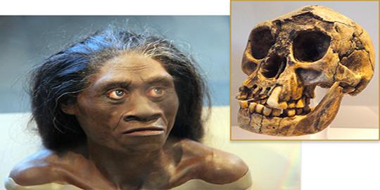 Ukuran otak Hobbit lebih besar daripada perkiraan sebelumnya