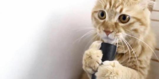 Lucunya, lidah kucing ini 'tersedot' vacuum cleaner!