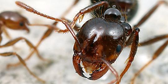 Semut punya cara cerdas untuk dapatkan makanan