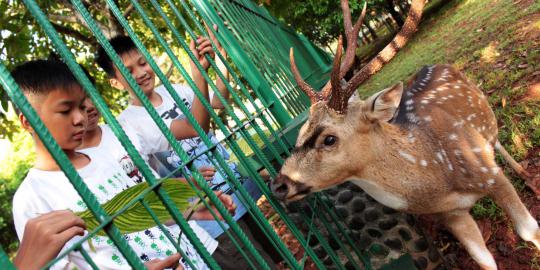 Bermain dengan rusa di Taman Monas