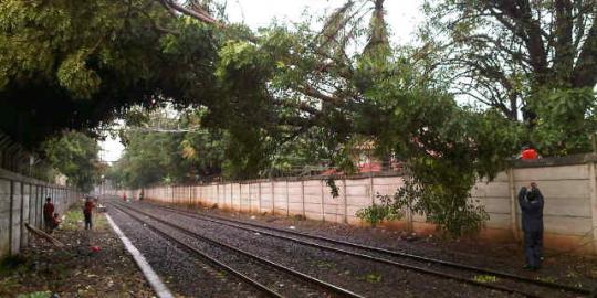 Pohon kedondong tumbang timpa kabel KRL