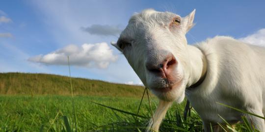 Video kambing bersuara mirip ayam