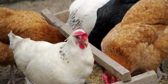 Malaysia hentikan impor ayam dari China   