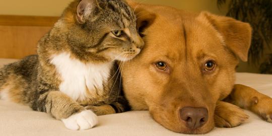 Mana Yang Lebih Mahal Memelihara Kucing Atau Anjing Merdeka Com Mana Yang Lebih Mahal Memelihara Kucing Atau Anjing Merdeka Com