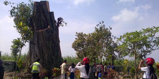 Kisah pohon raksasa yang berdiri kembali dan makam Mbah Abdul