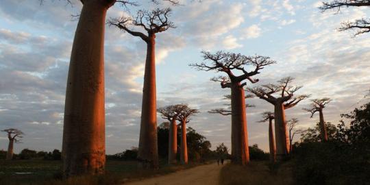 Baobab, legenda pohon yang tumbuh terbalik