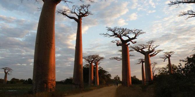 Baobab, legenda pohon yang tumbuh terbalik  merdeka.com