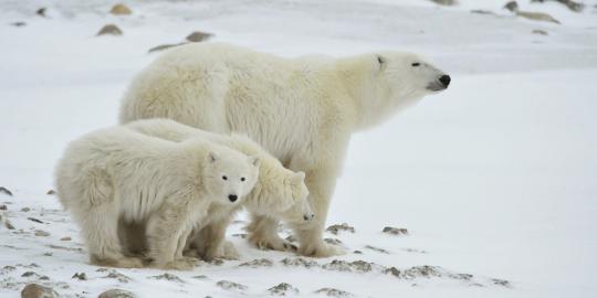 Norwegia buka lowongan pengawas beruang kutub, tertarik?