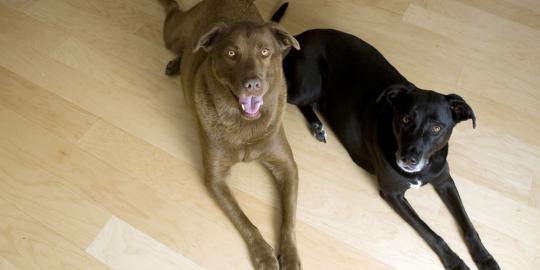 8 Ras anjing yang cocok untuk pria