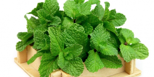 6 herba dapur dan kegunaannya