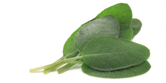 6 herba dapur dan kegunaannya