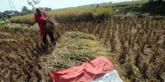 Tanah ambles di Majalengka, 6 hektare sawah siap panen rusak