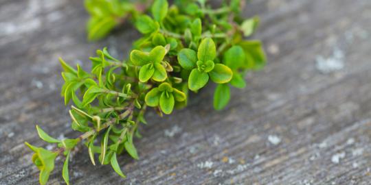 Thyme, herba lezat dengan segudang manfaat