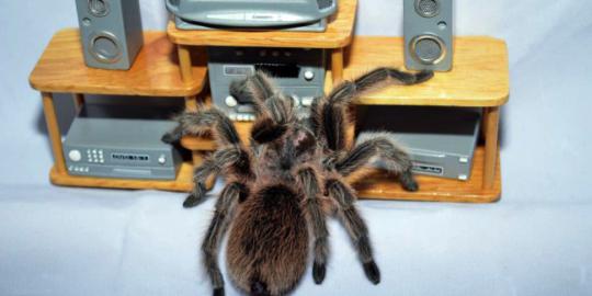 Fobia laba-laba, wanita ini malah pelihara tarantula