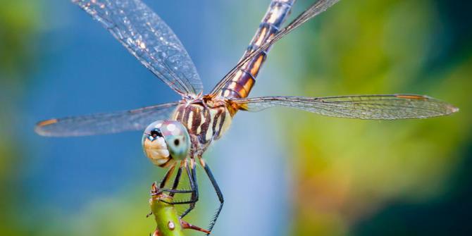 Tak Ada Capung Tanda Air Tercemar Merdeka Com