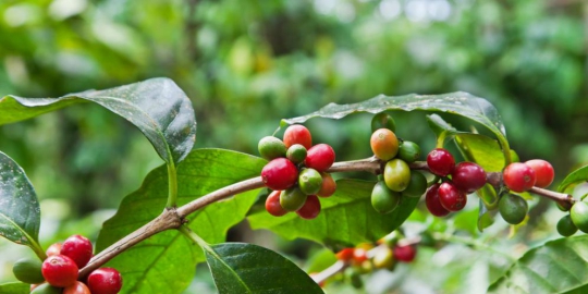 esmeralda coffee usd