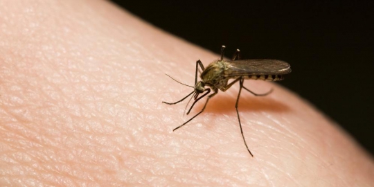 6 penyebab utama rasa gatal