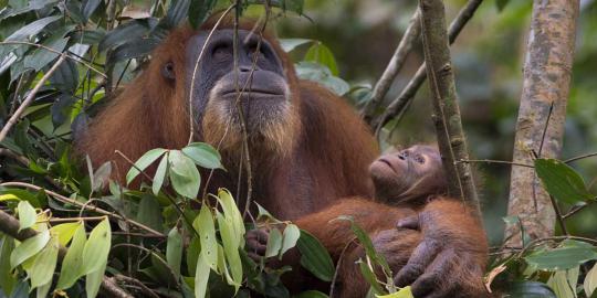 Meratapi kepunahan orangutan di hutan Sumatera