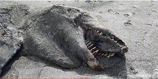 Ada 'monster' laut teronggok mati di bibir pantai Selandia Baru