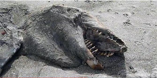 Ada monster laut teronggok mati di bibir pantai Selandia 