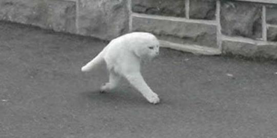 Foto kucing ini sempat hebohkan Internet