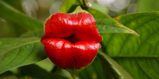 Unik, bunga ini mirip bibir seksi wanita!