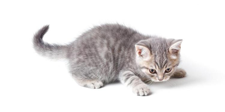 Download 52+ Background Cantik Kucing HD Paling Keren