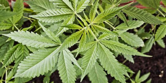 Jadi sekuriti, Fajar nyambi jualan ganja