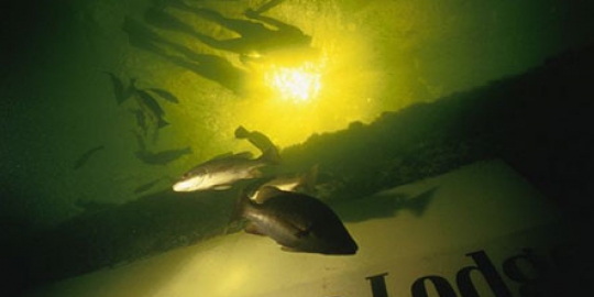 lodge key largo florida