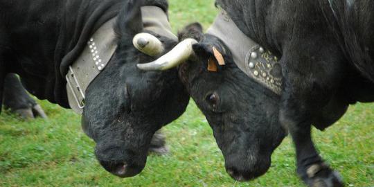 Menyaksikan lomba adu sapi di Swiss