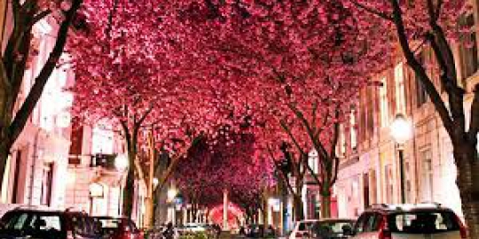 sakura di bonn jerman rev1