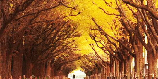ginkgo jepang rev1