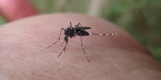 Ternyata parasit malaria punya kemampuan berkomunikasi!