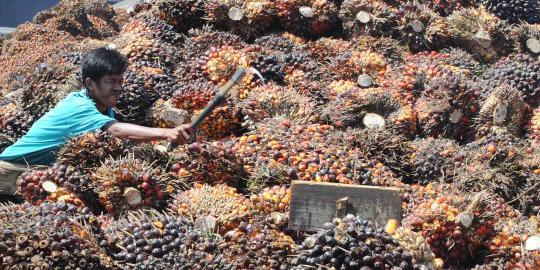 Indonesia akan mengadu ke WTO untuk masalah kelapa sawit