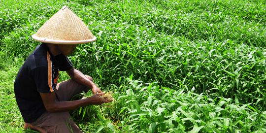 Kisah petani kangkung saat panen tiba