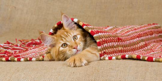 5 Kelakuan kucing yang aneh