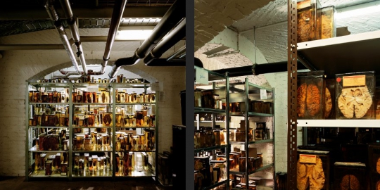 of medical history at the charite jerman