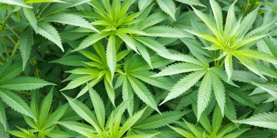 Jual 2 kg ganja, Sudi dituntut 17 tahun bui