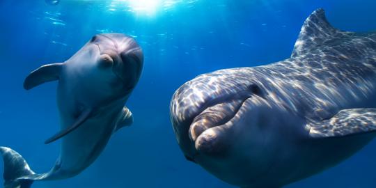 Lumba-lumba berjasa temukan torpedo