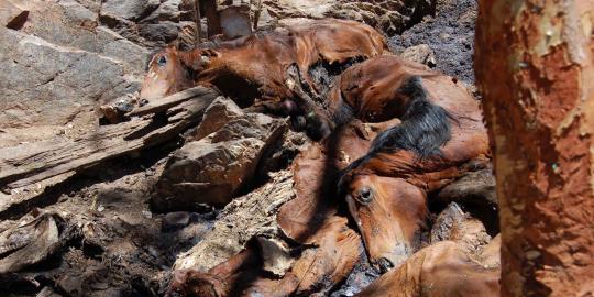 Puluhan ribu hewan liar di Australia Tengah terpaksa dimusnahkan