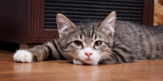 Kucing Kesayangan Malas Bergerak? Lakukan Ini! | Merdeka.com