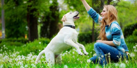 Pelihara anjing pengaruhi jenis bakteri di rumah