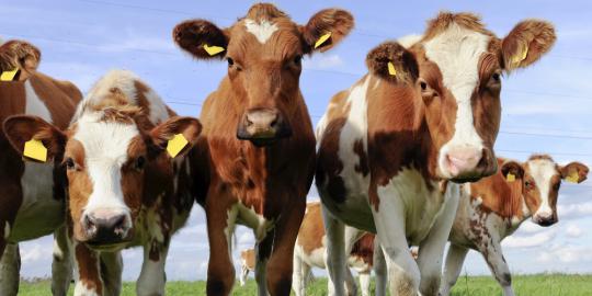 Suswono: Daging sapi dan bawang mahal karena ulah swasta nakal