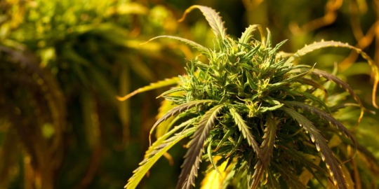 7 minyak sehat untuk memasak, selain zaitun