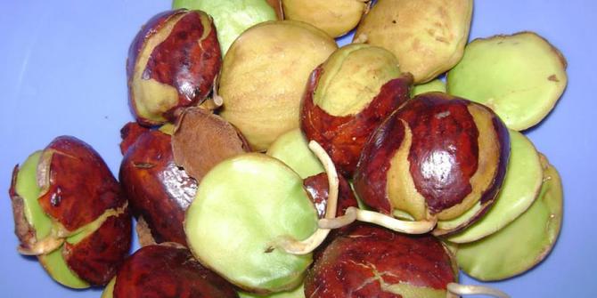 Harga Jengkol di Bekasi tembus Rp 50.000 per kg | merdeka.com