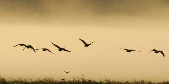 Jatinga, tempat favorit burung untuk bunuh diri massal