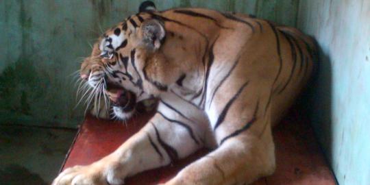 Kebun Binatang Ragunan kirim dua harimau Bengal ke Medan