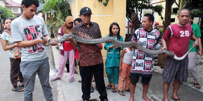Warga Jatipadang heboh temukan ular piton di rumah Pak RT 