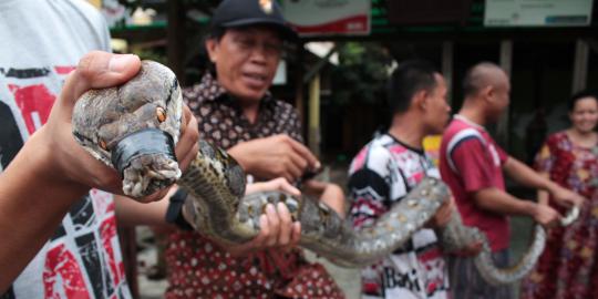 Heboh, warga Jati Padang temukan phyton 3,5 meter